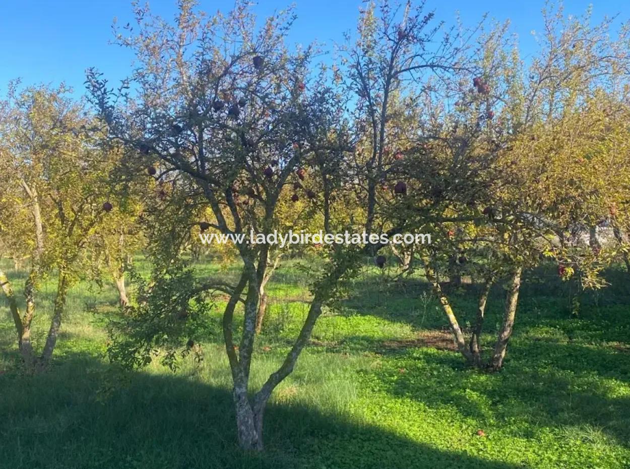 Inside Merkez. 905 M2 Satilik Arsa