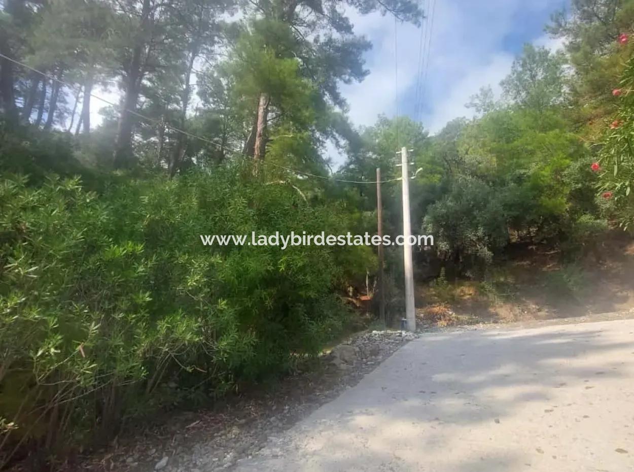 Oliven Zum Verkauf Mit Meerblick In Sarigerme