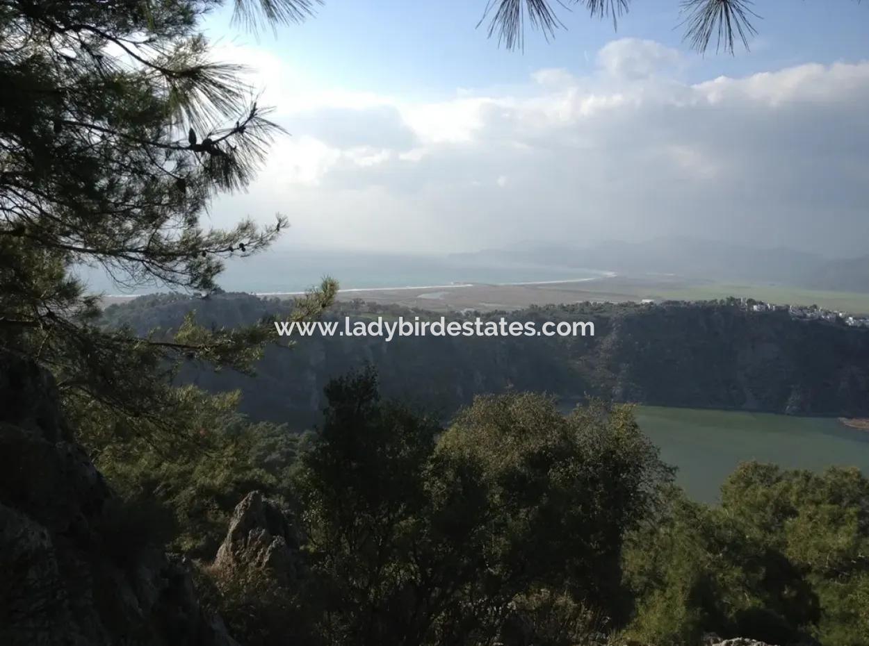 67.200 M2 Olivenhain Zum Verkauf In Dalaman Kapukargi Der Nachbarschaft