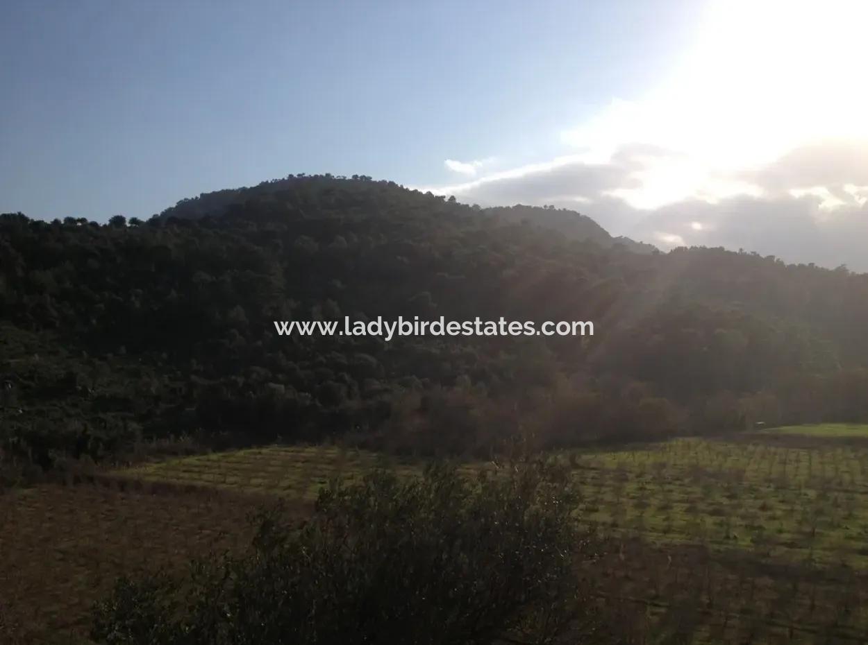 67.200 M2 Olivenhain Zum Verkauf In Dalaman Kapukargi Der Nachbarschaft