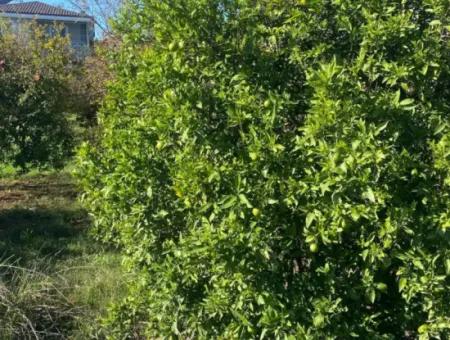 Inside Merkez. 905 M2 Satilik Arsa