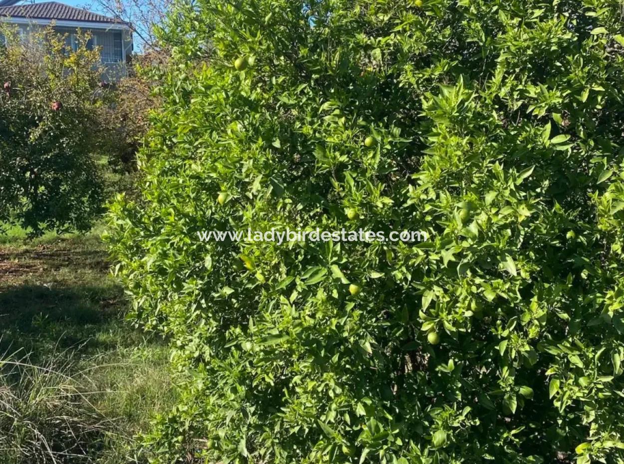 Inside Merkez. 905 M2 Satilik Arsa