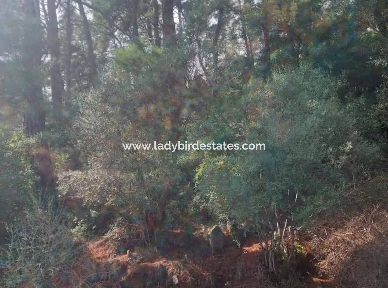 Olives For Sale With Sea View In Sarigerme