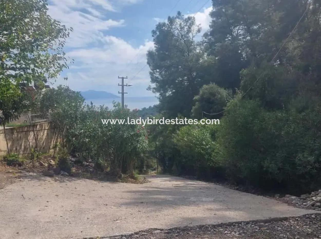 Olives For Sale With Sea View In Sarigerme