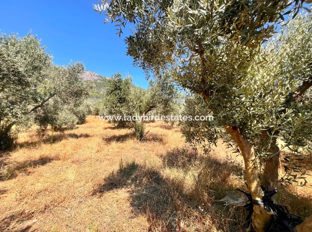 A Field With A House In 5 Acres In Dalaman Kayadibi Village Is For Sale
