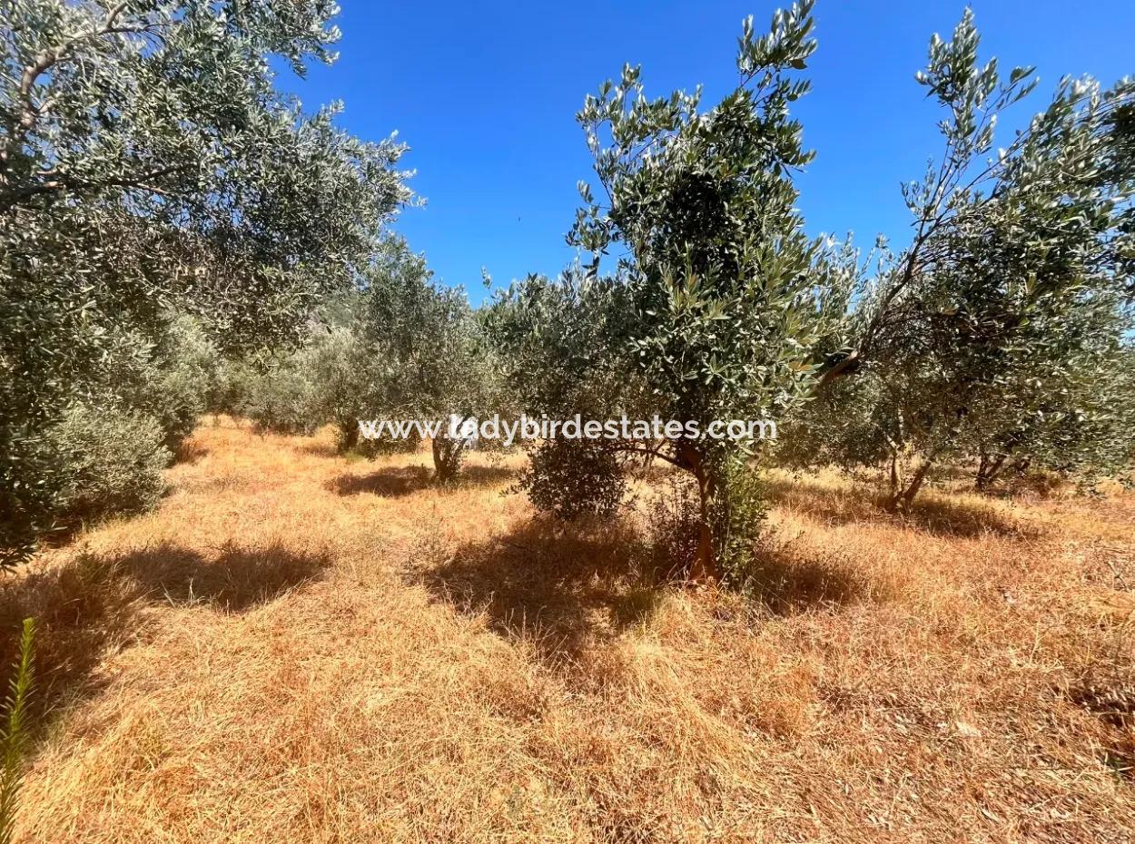 A Field With A House In 5 Acres In Dalaman Kayadibi Village Is For Sale
