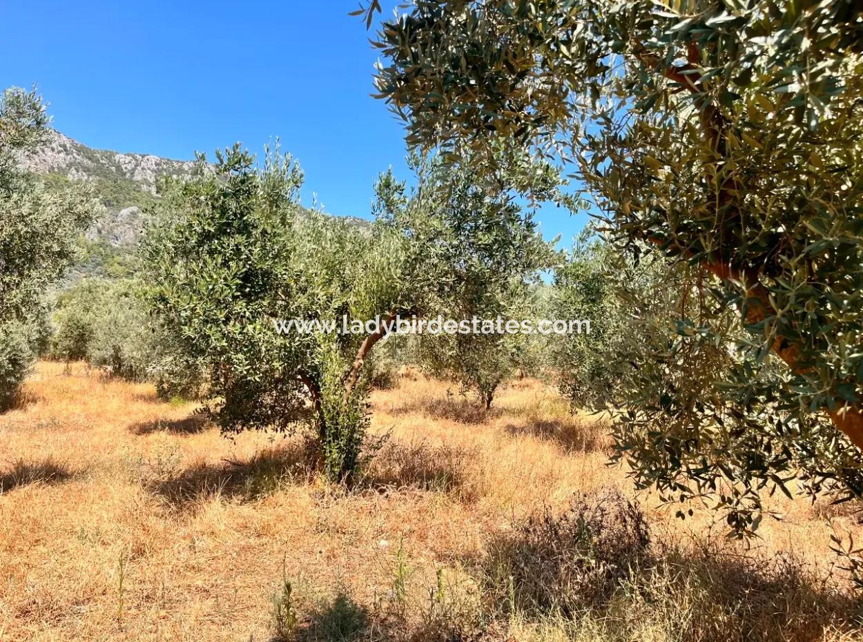A Field With A House In 5 Acres In Dalaman Kayadibi Village Is For Sale