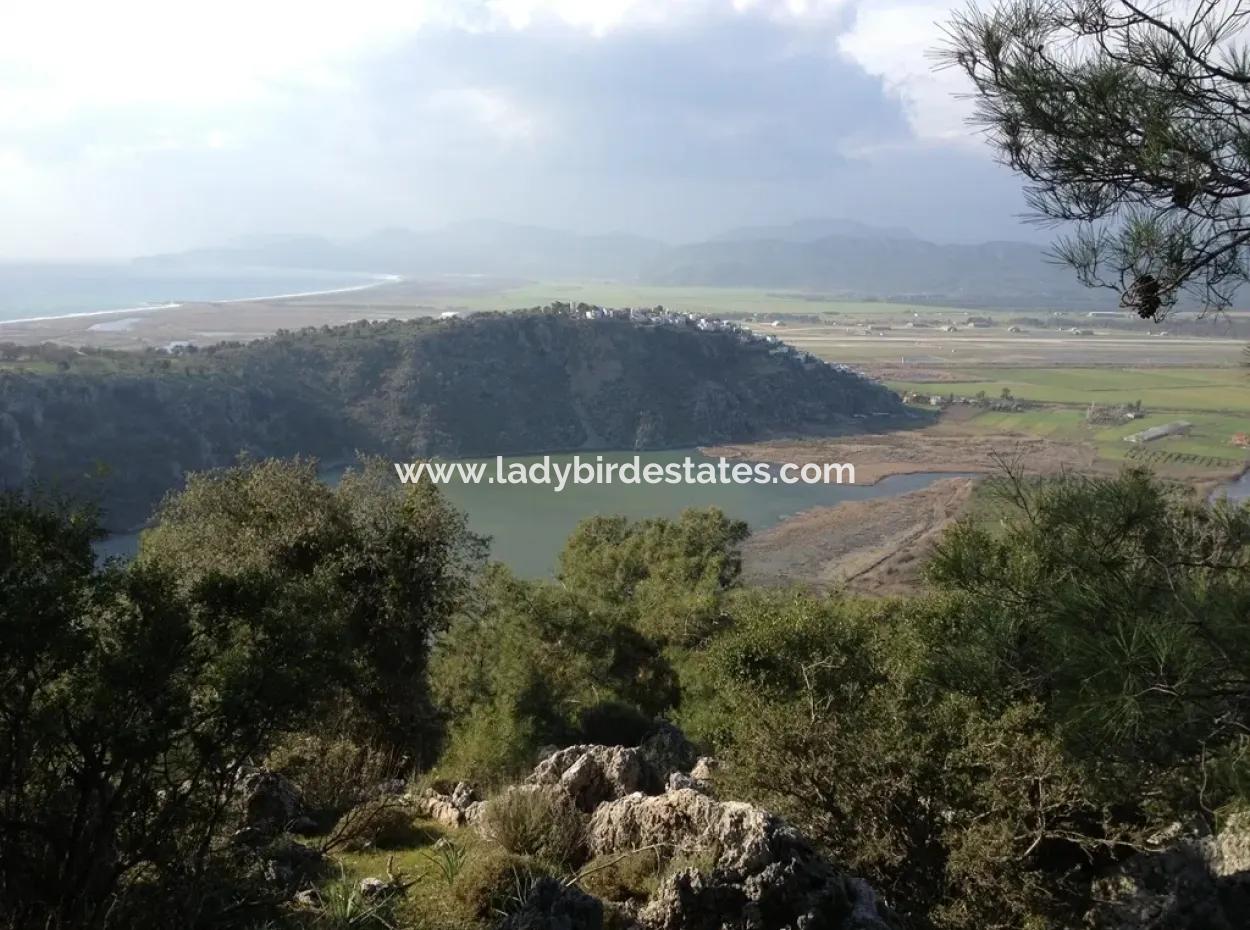 Dalaman, Kapıkargın - 67.200M2 Olive Grove