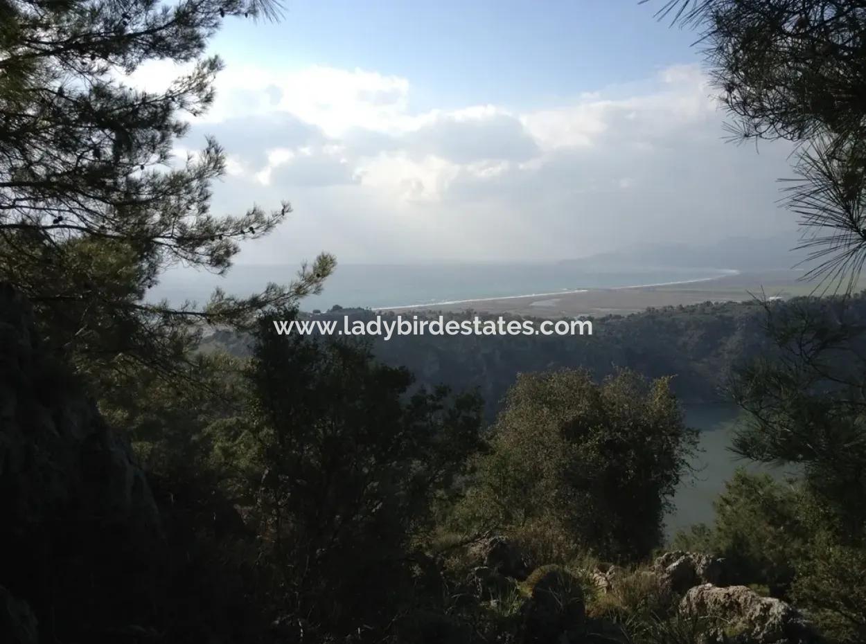 Dalaman, Kapıkargın - 67.200M2 Olive Grove