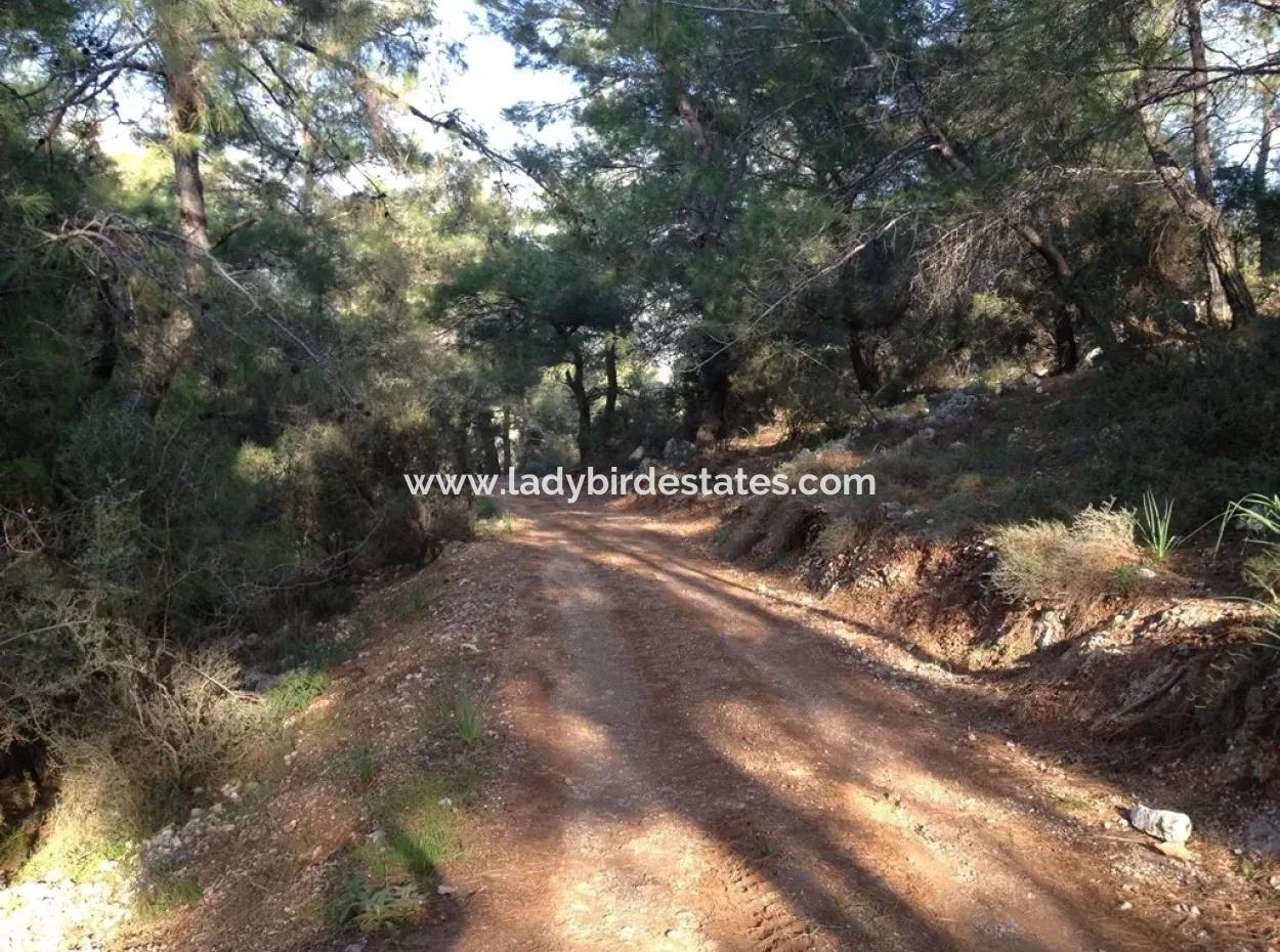 Dalaman, Kapıkargın - 67.200M2 Olive Grove