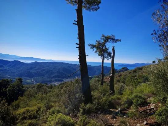 Field For Sale In Gocek Gökçeovacik Locality