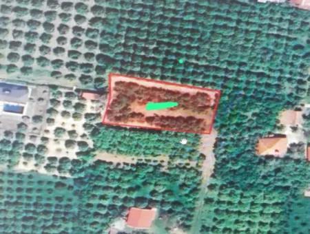 Land For Sale In Ortaca Güzelyurt