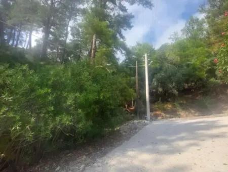 Olives For Sale With Sea View In Sarigerme