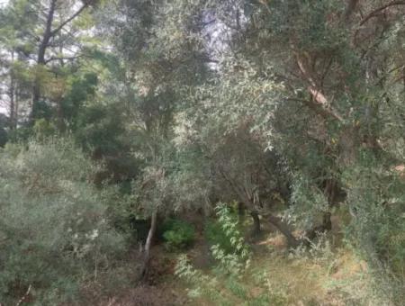 Olives For Sale With Sea View In Sarigerme