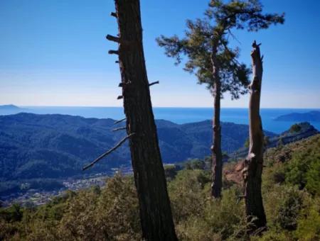 Field For Sale In Gocek Gökçeovacik Locality