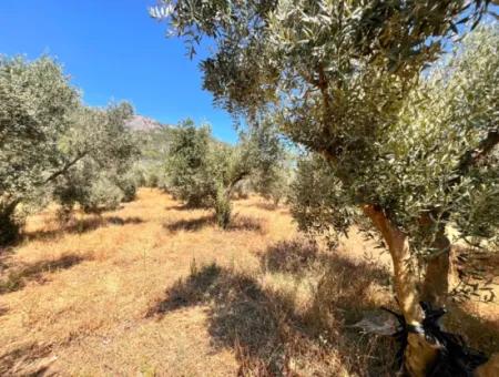 A Field With A House In 5 Acres In Dalaman Kayadibi Village Is For Sale