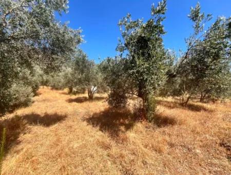 A Field With A House In 5 Acres In Dalaman Kayadibi Village Is For Sale