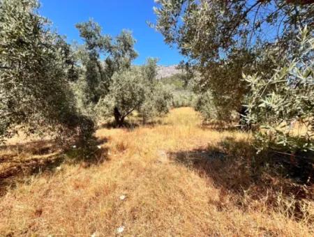 A Field With A House In 5 Acres In Dalaman Kayadibi Village Is For Sale
