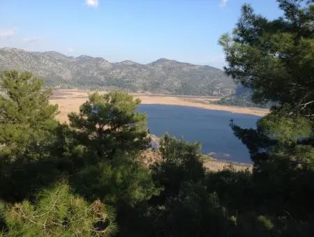 Dalaman, Kapıkargın - 67.200M2 Olive Grove