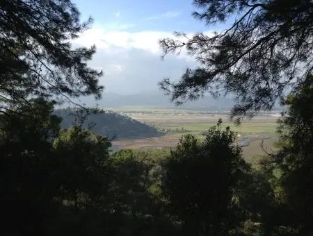 Dalaman, Kapıkargın - 67.200M2 Olive Grove