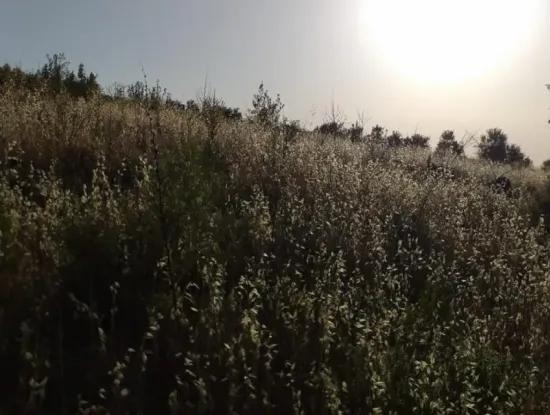 Dalaman Elcik Köyünde Satılık 20.000 M2 Tarla