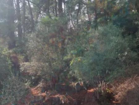 Sarıgerme De Deniz Manzaralı Satılık Zeytinlik