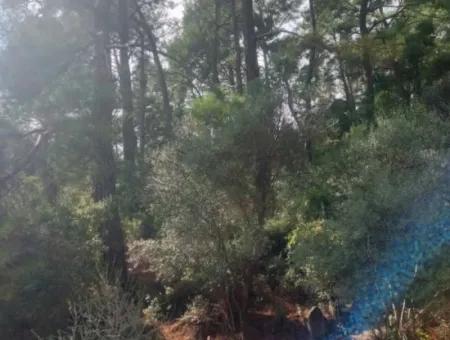 Sarıgerme De Deniz Manzaralı Satılık Zeytinlik